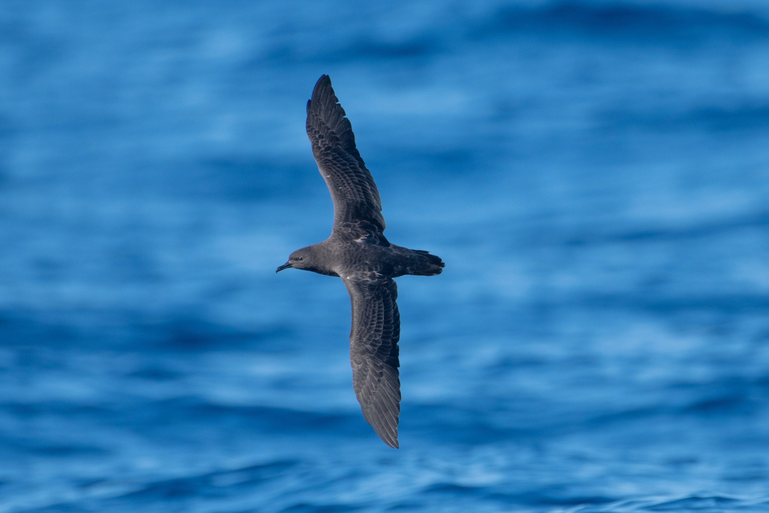 image of christmas shearwater