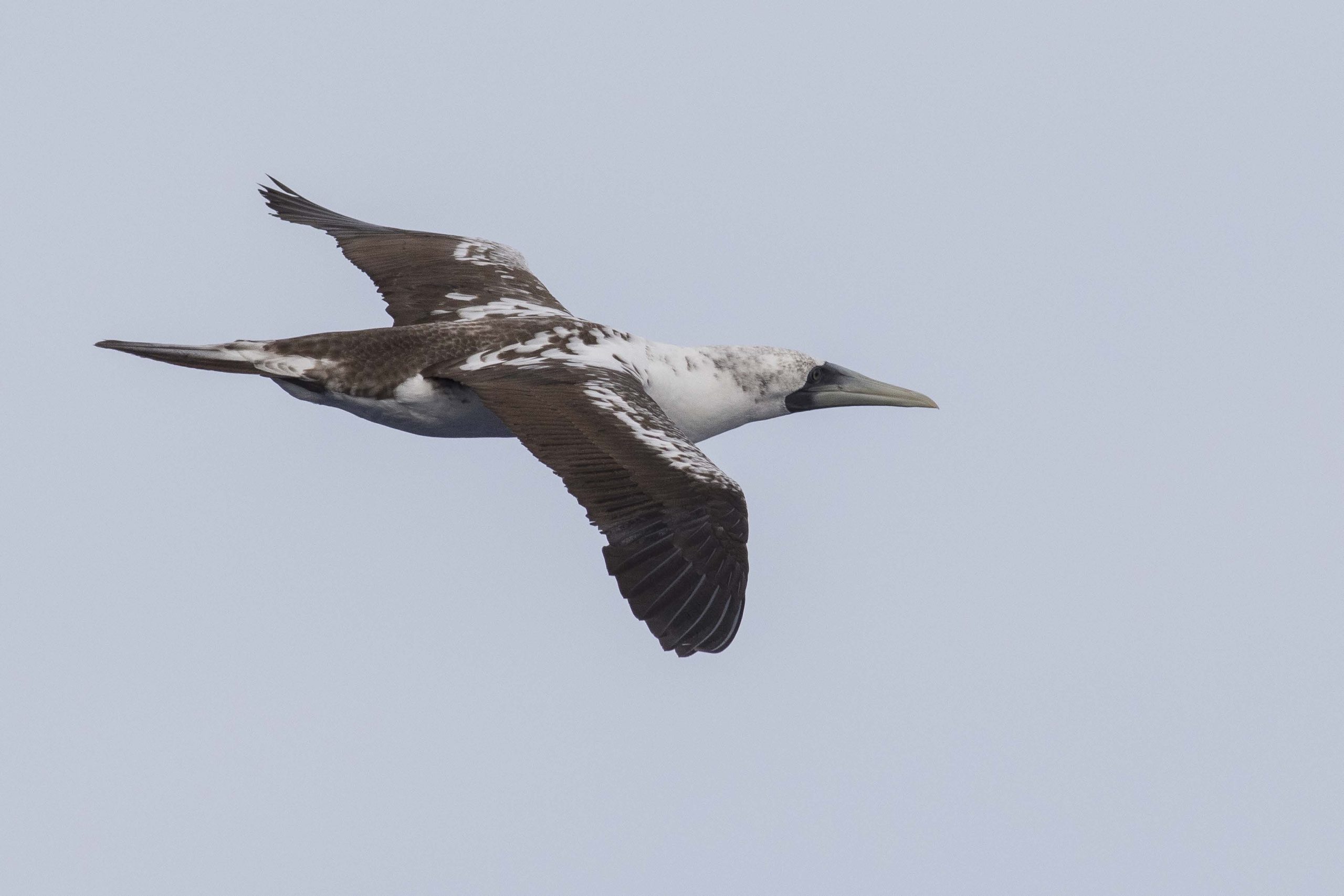 image of masked booby flying