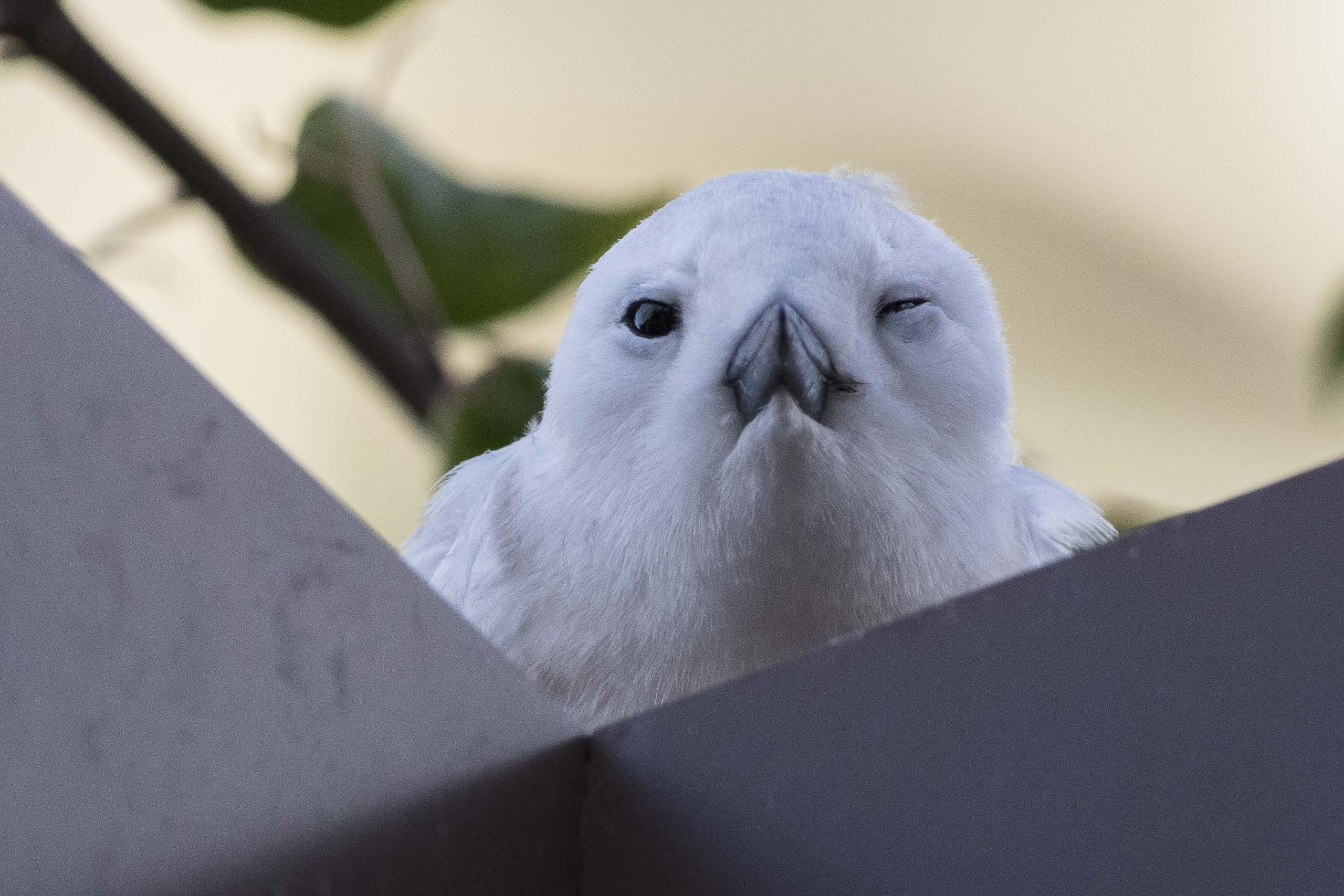 image of white tern