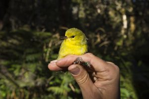image of maui alauahio
