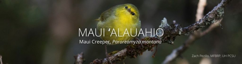 webpage header of maui alauahio 