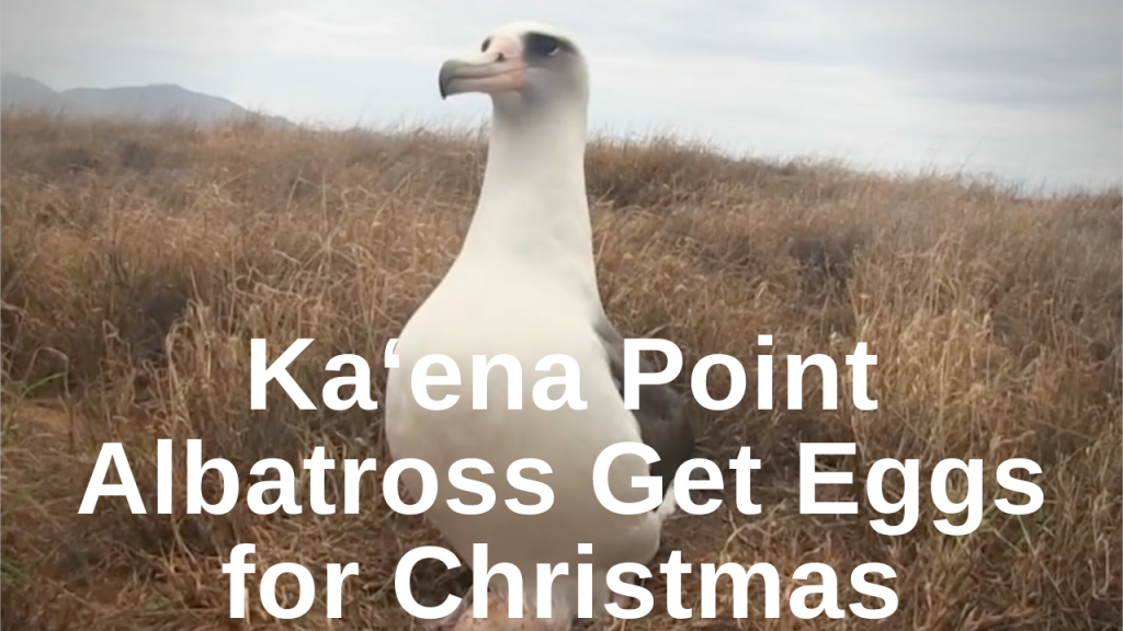 Kaena point egg easter thumbnail