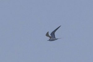 image of a gray-backed tern