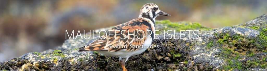 webpage header of maui offshore islets