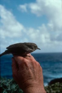 image of nihoa millerbird