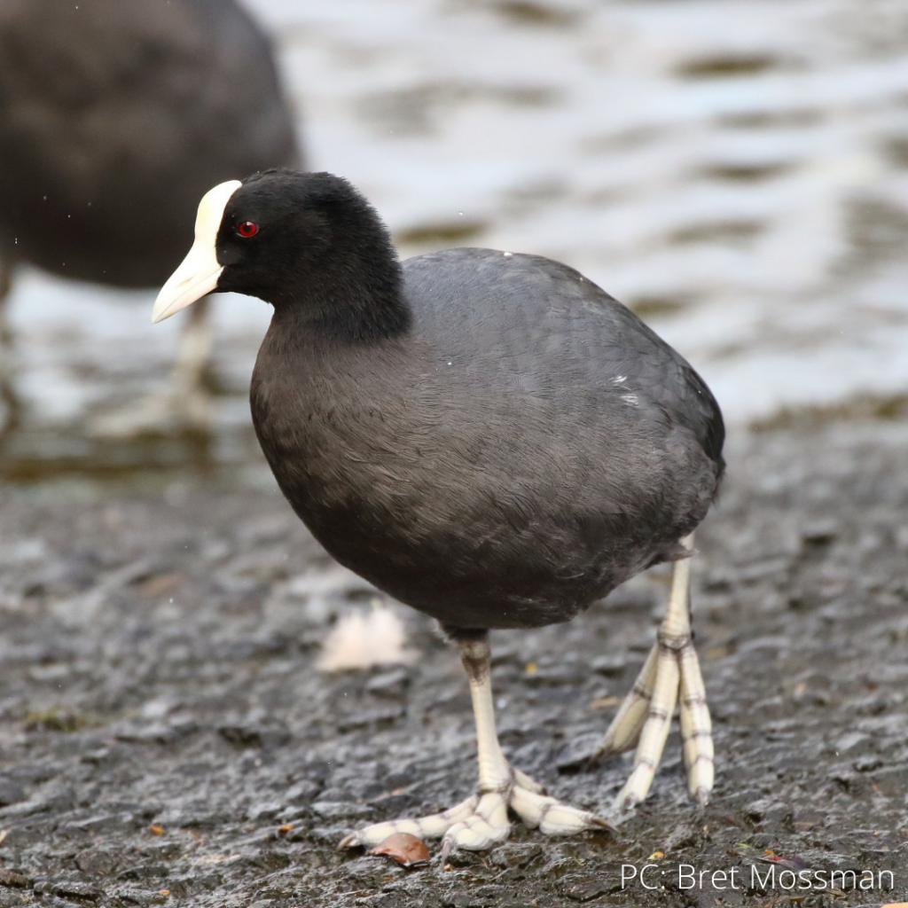 image of hawaiian coot