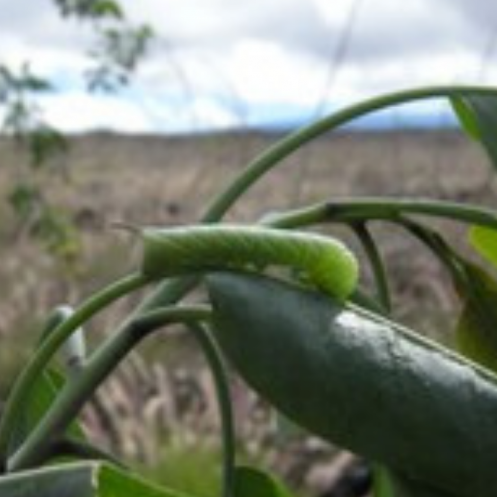 image of blackburns sphinx moth