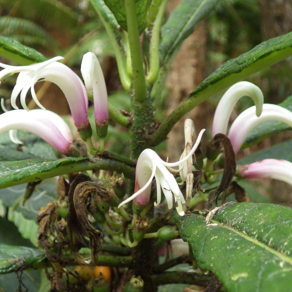 image of haha plant with flowers