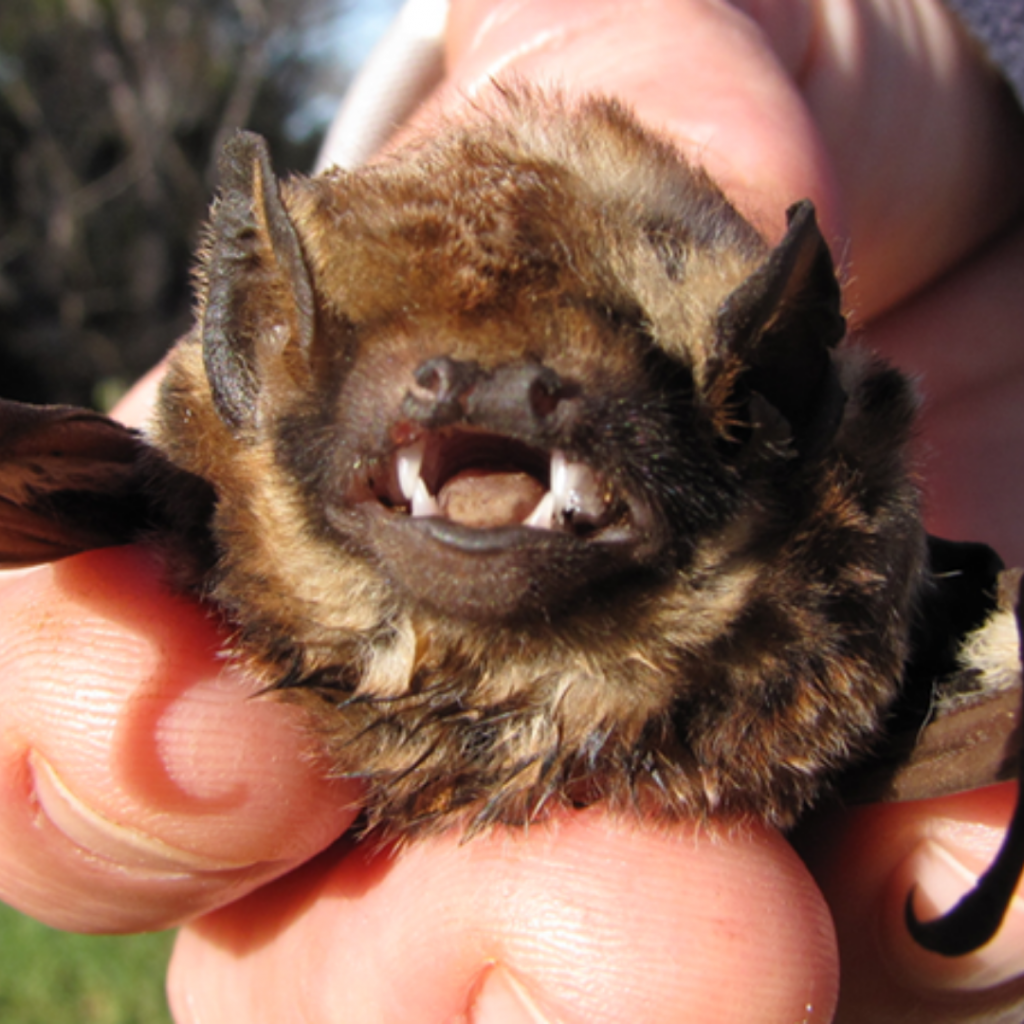 image of hawaiian hoary bat