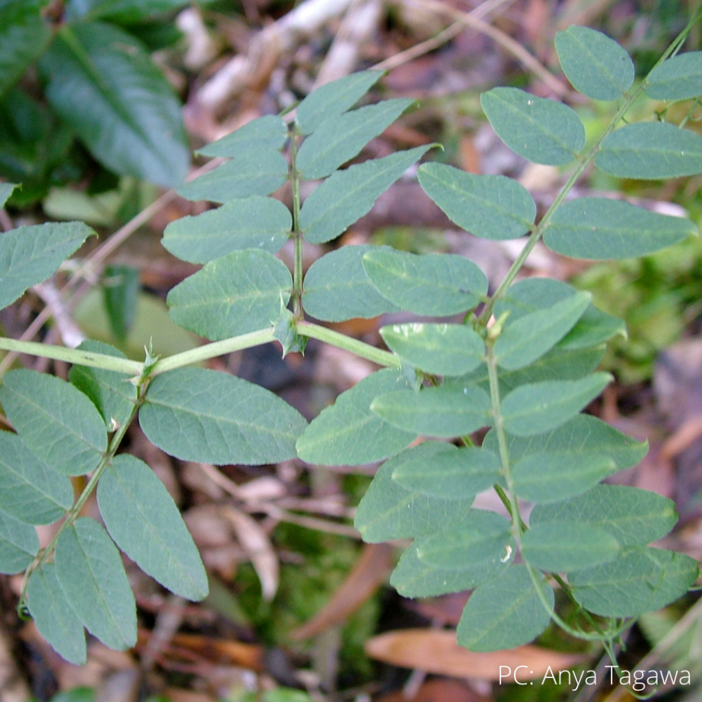 image of hawaiian vetch plant