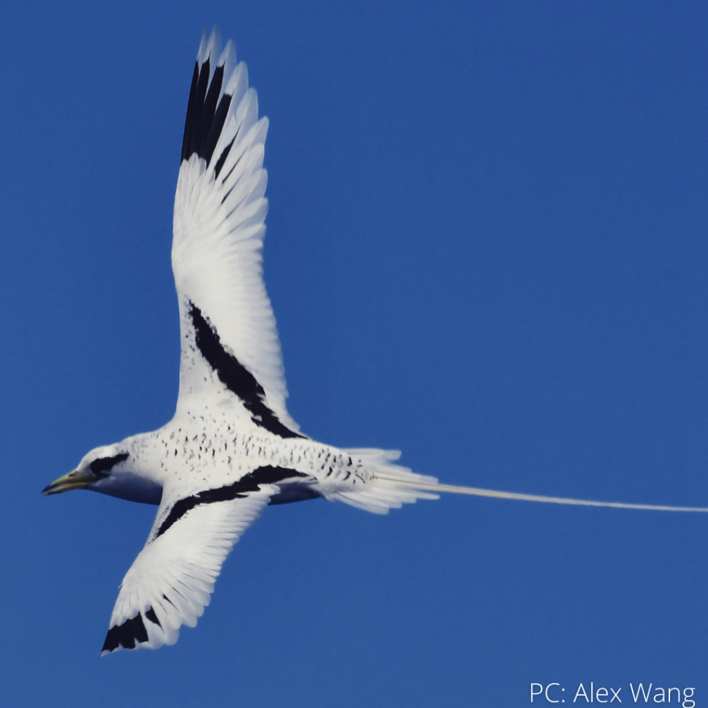 image of flying bird