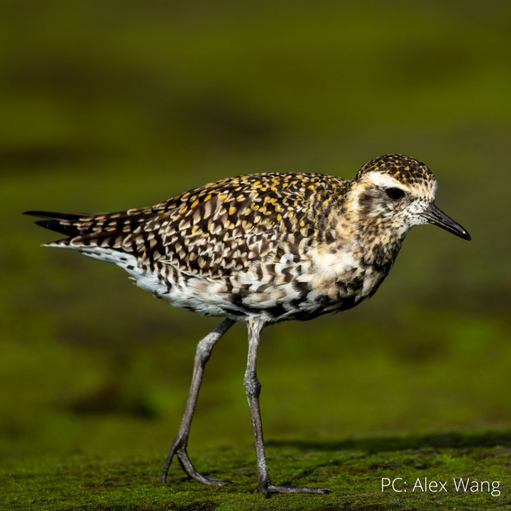 image of kolea or pacific golden plover