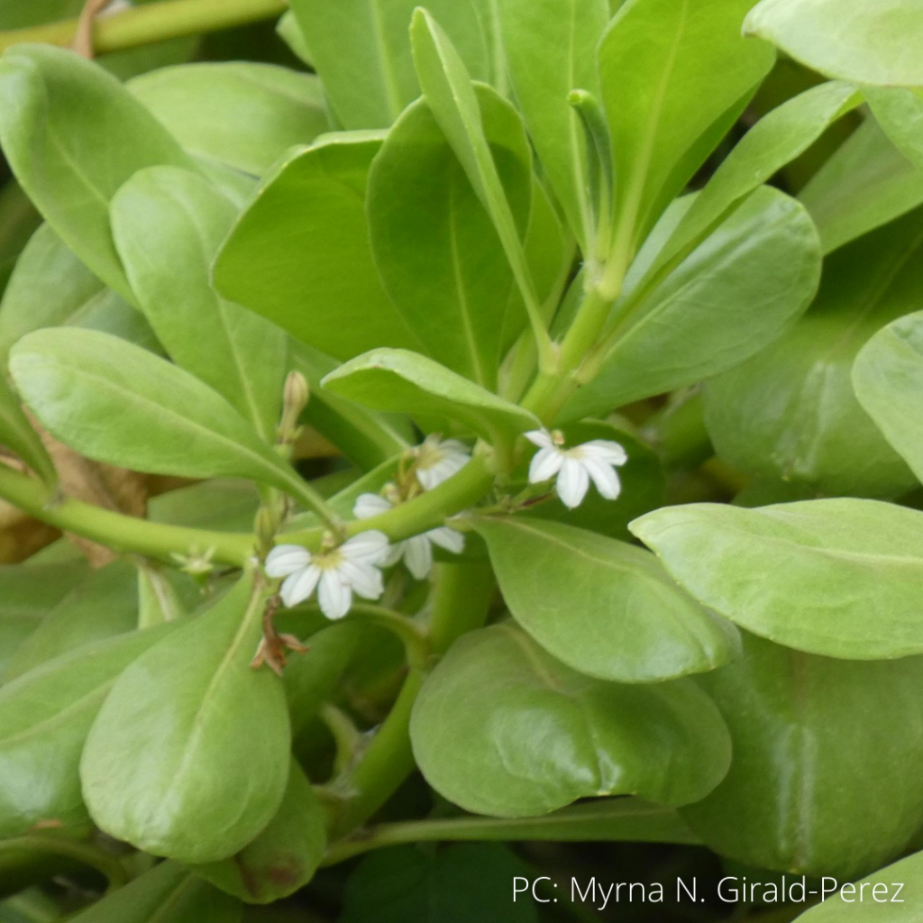 image of naupaka kahakai plant with flowers