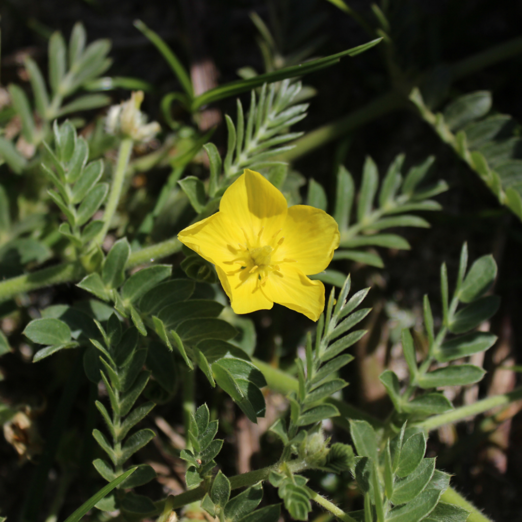 image of nohu flower