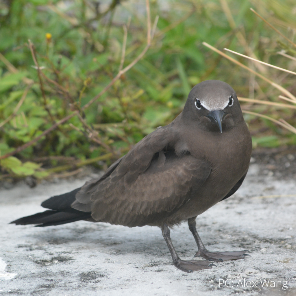 image of noio koha or brown noddy standing