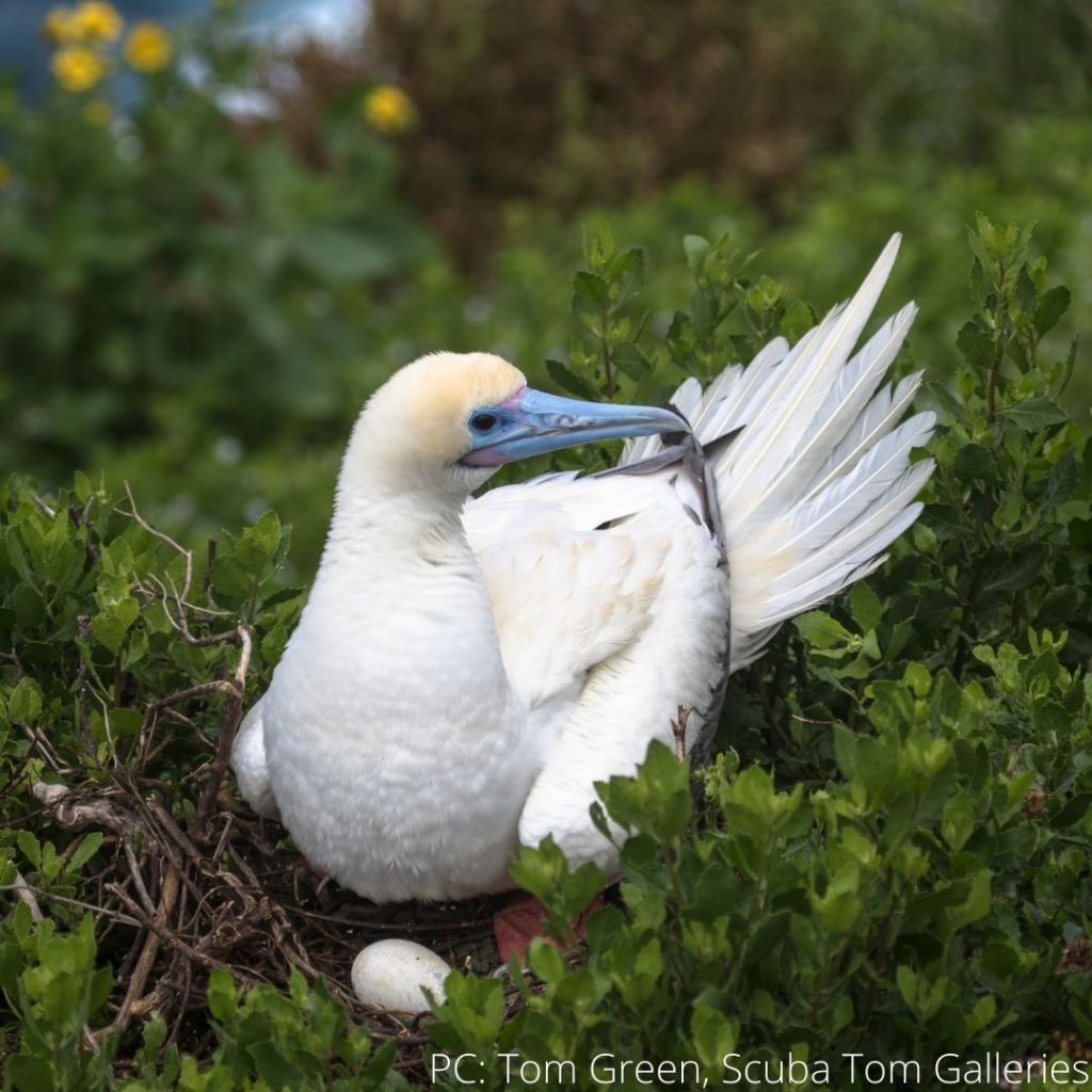photo of red footed booby