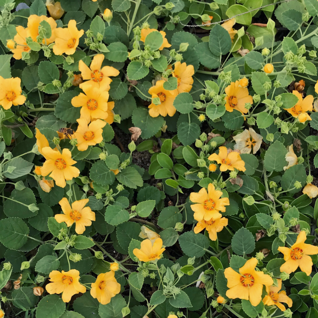 image of ilima flowers