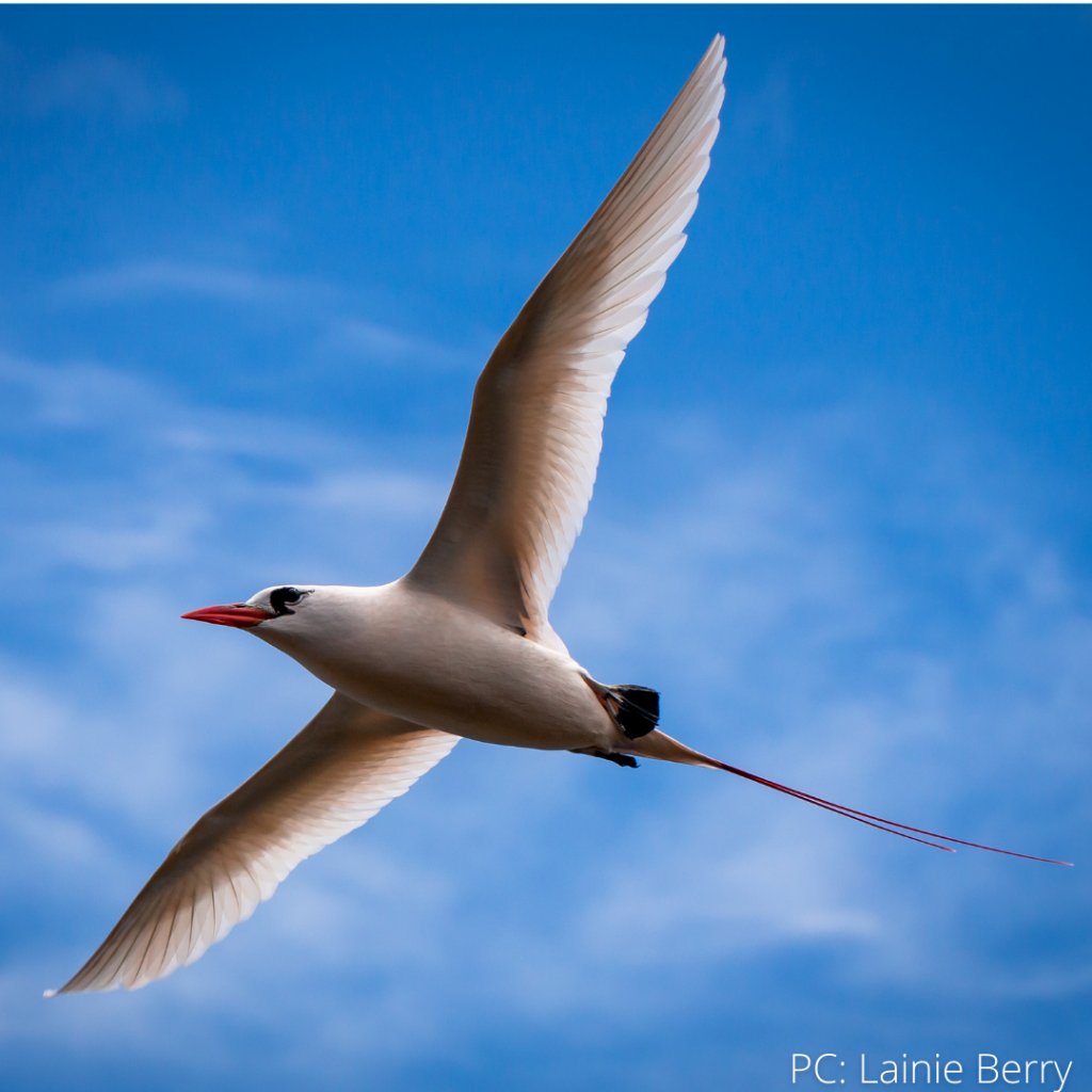 image of bird flying