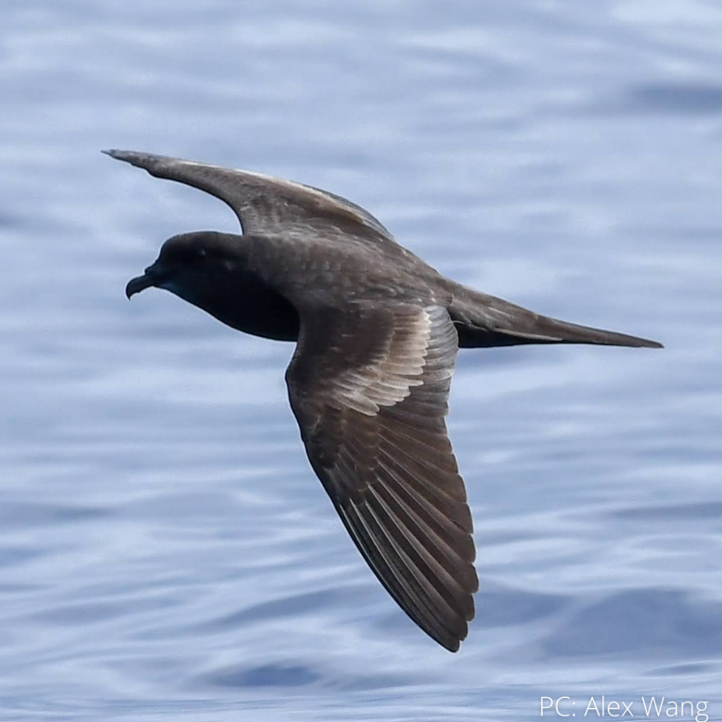 image of bird flying