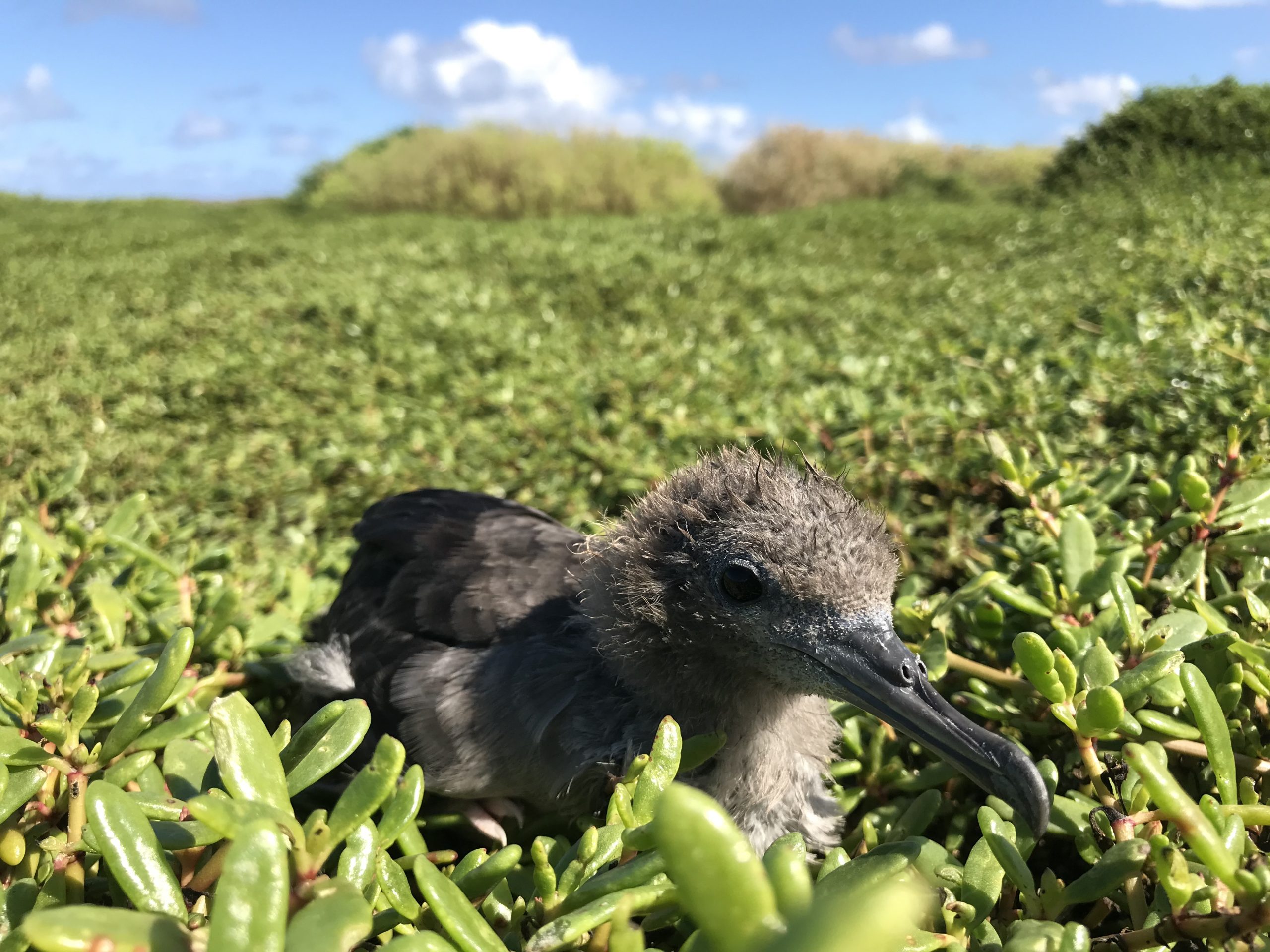 uau kani or wedge-tailed shearwater in mokuauia islet