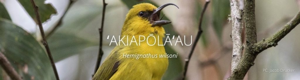 webpage header or akiapolaau