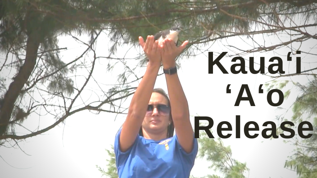 kaui ao release thumbnail