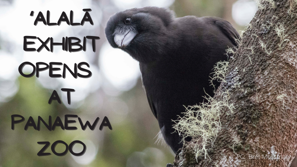 video thumbnail for alala exhibit opening at Panaewa zoo