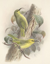 pair of maui nukupuu