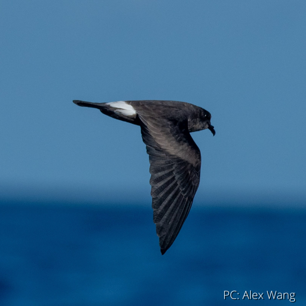 image of akeake flying