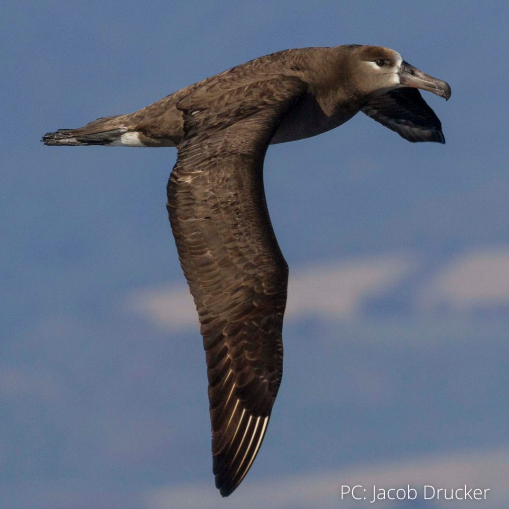 image of a black footed-albatross
