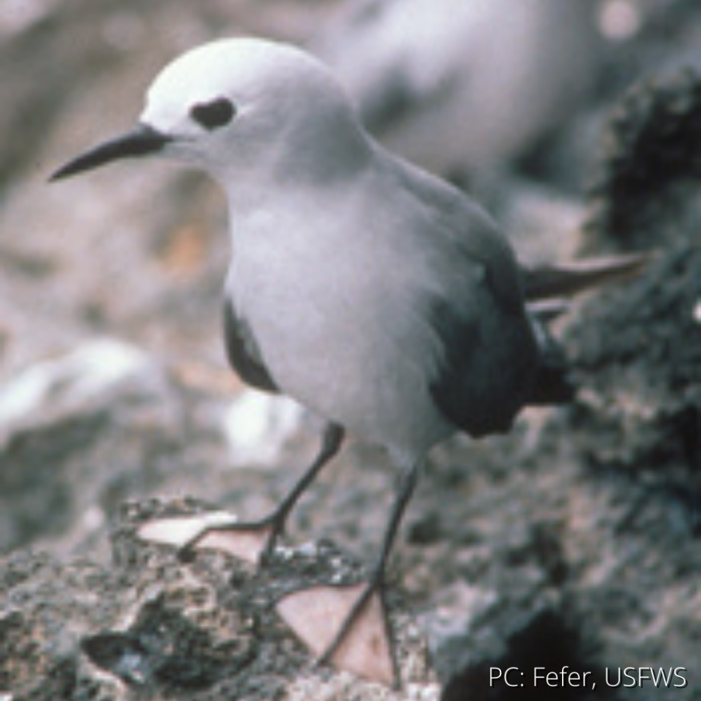image of blue-gray noddy