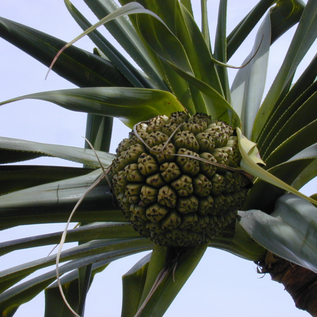 image of hala fruit