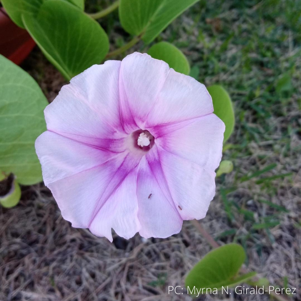 image of pohuehue flower