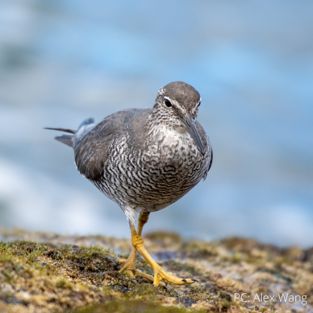 image of ulili or wandering tattler