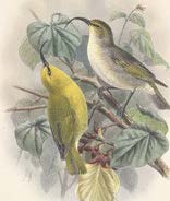 image of a pair of kuai nukupuu