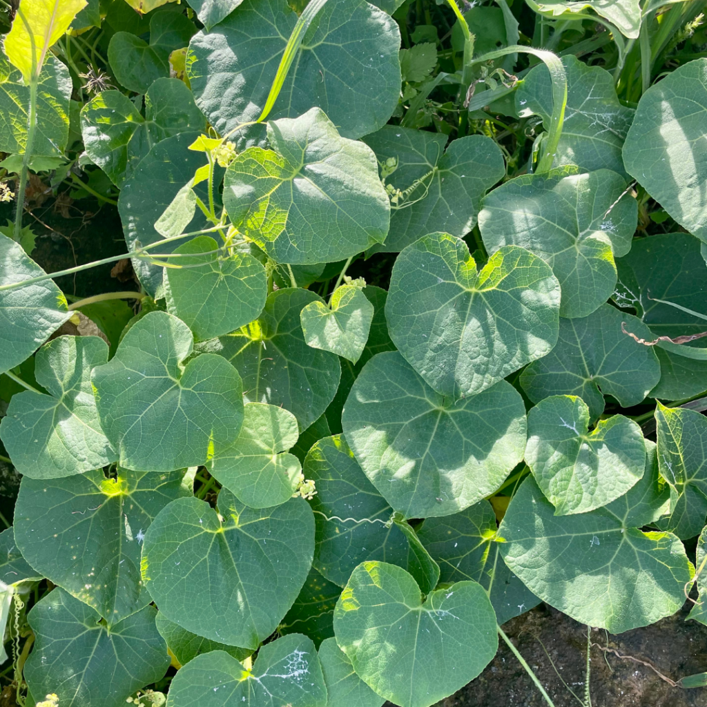 cover image of 'anunu