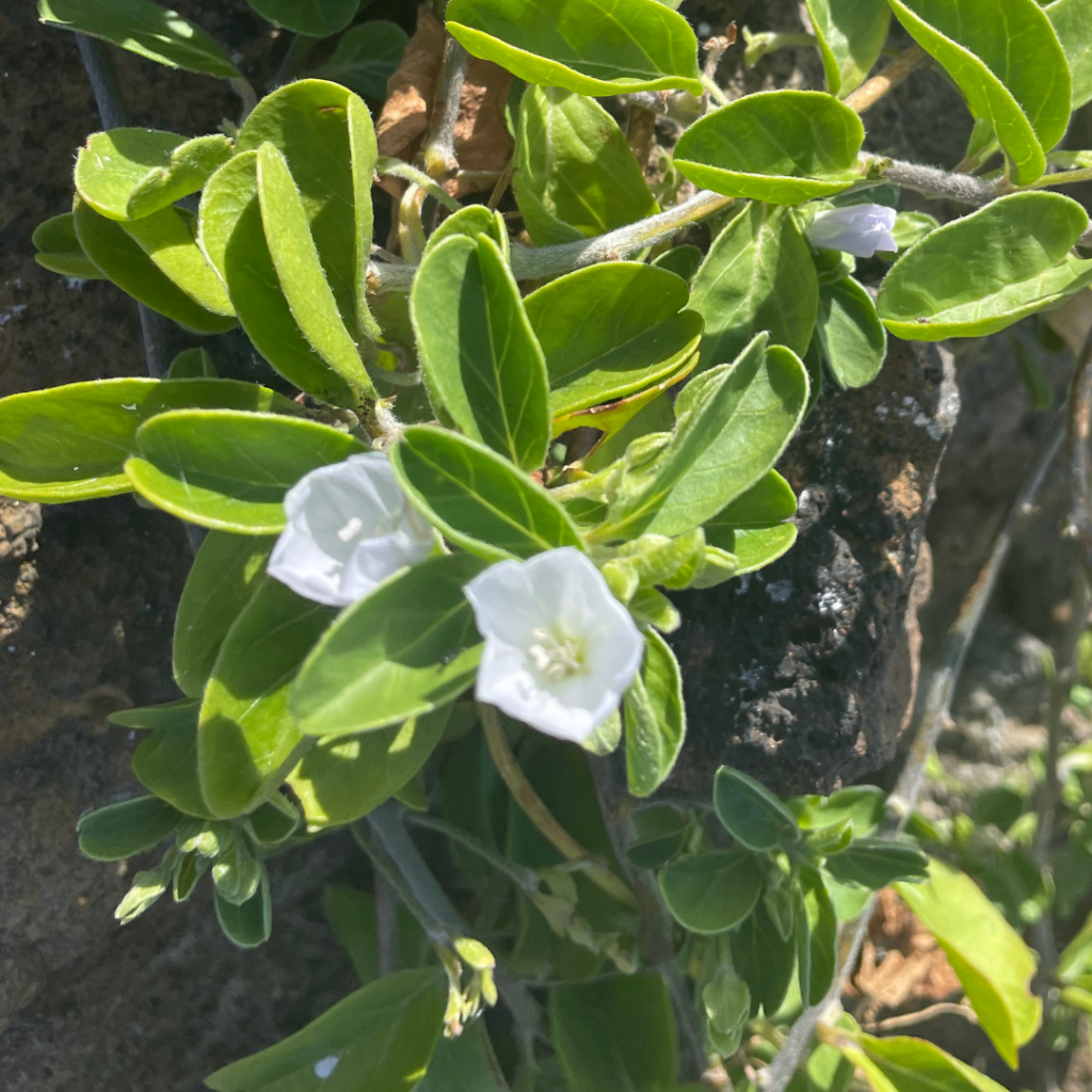 image of pa'u-a-hi'iaka