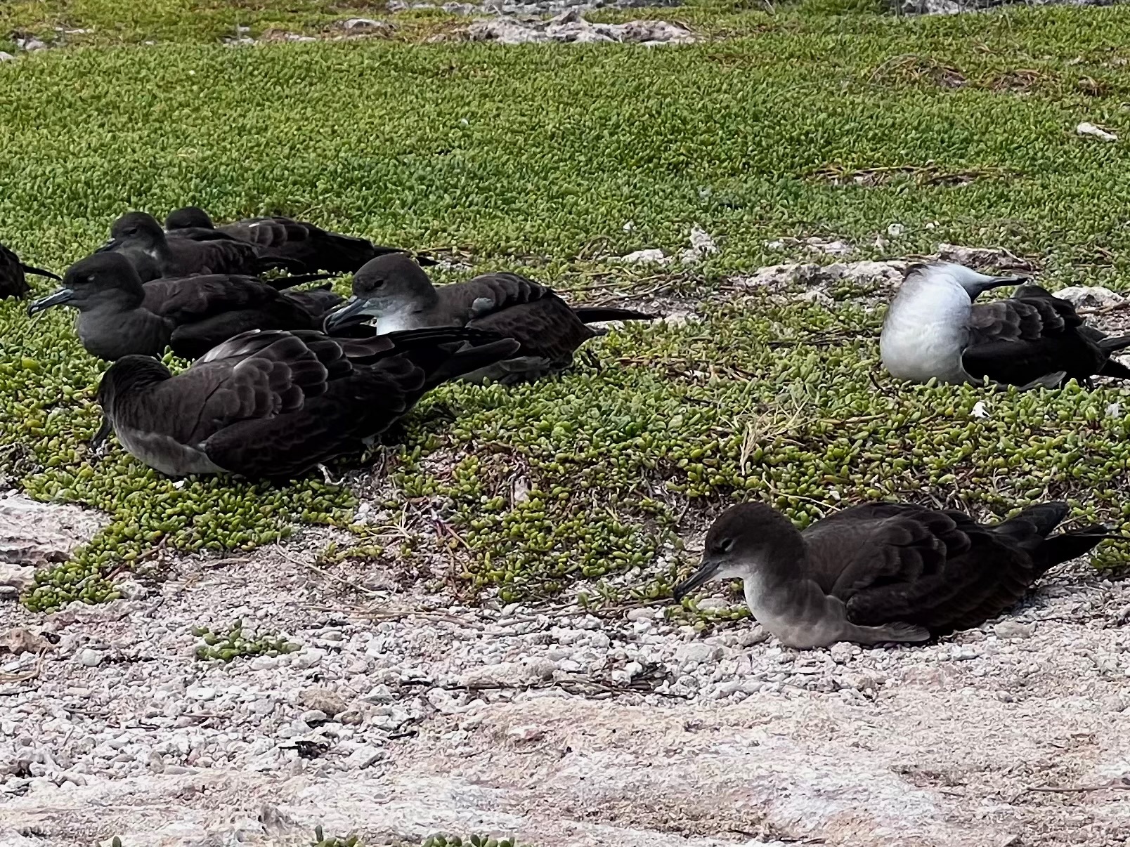 ʻUaʻu Kani - Wedgetailed shearwaters at Popoiʻa