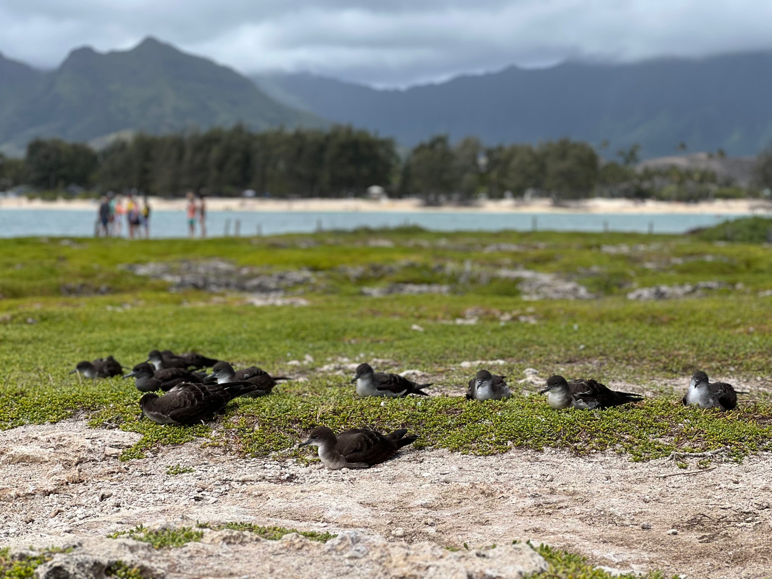 ʻUaʻu Kani - Wedgetailed shearwaters at Popoiʻa