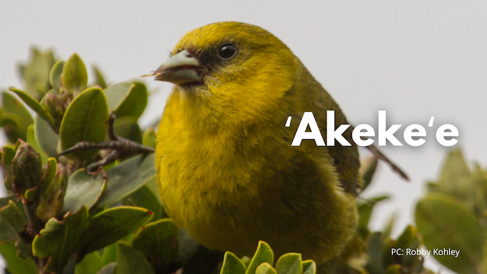 ʻAkekeʻe