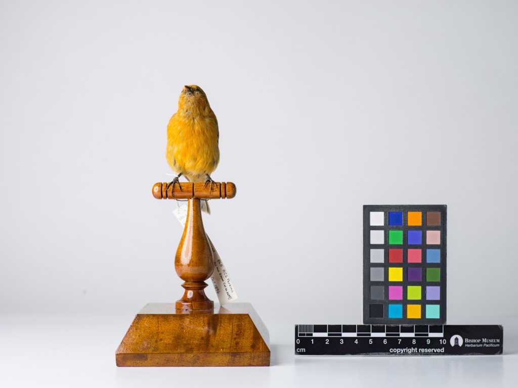 Maui ʻAkepa, Jeremy Snell, courtesy of Bernice Pauahi Bishop Museum