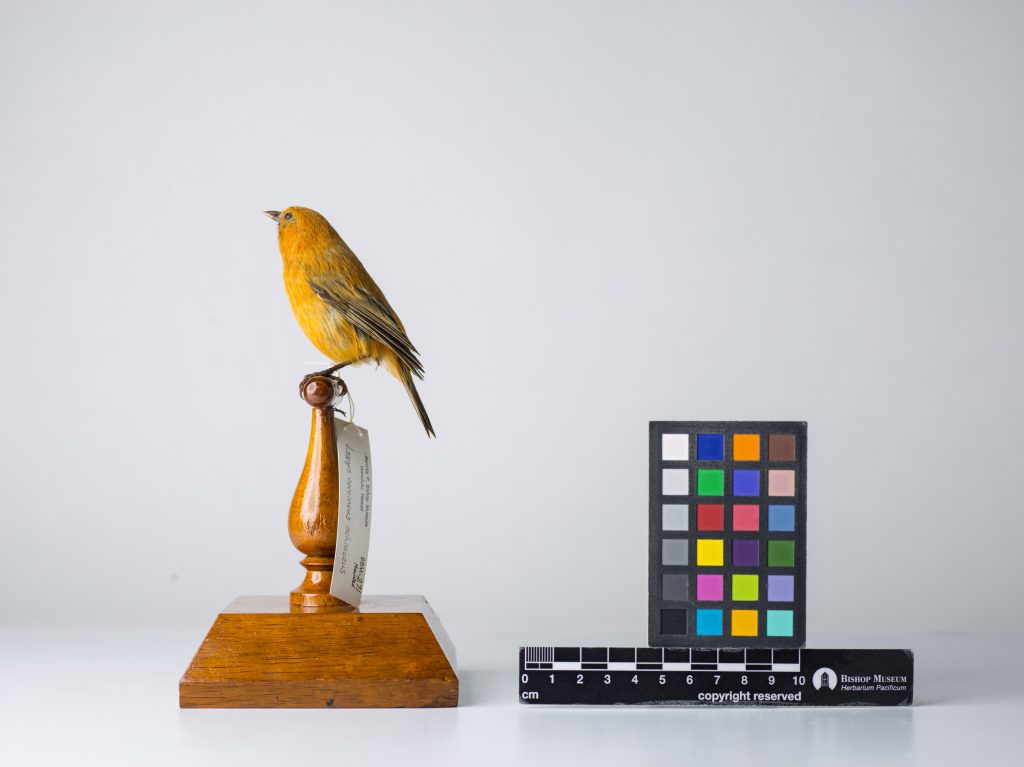 Maui ʻAkepa, Jeremy Snell, courtesy of Bernice Pauahi Bishop Museum