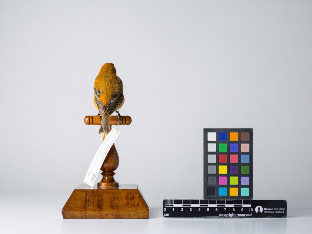 Maui ʻAkepa, Jeremy Snell, courtesy of Bernice Pauahi Bishop Museum