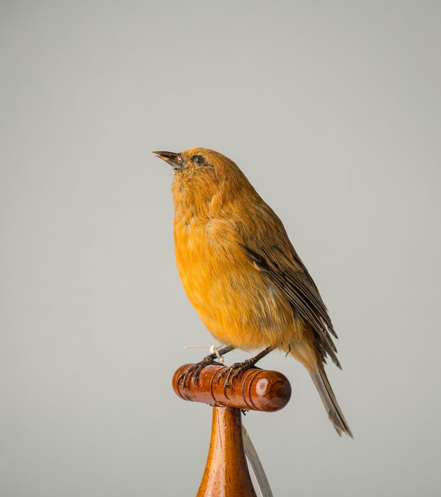 Maui ʻAkepa, Jeremy Snell, courtesy of Bernice Pauahi Bishop Museum