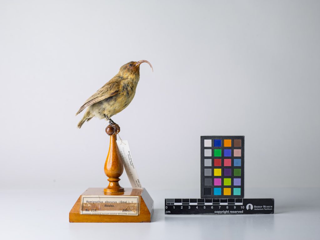 Lesser ʻakialoa. Jeremy Snell, courtesy of Bernice Pauahi Bishop Museum