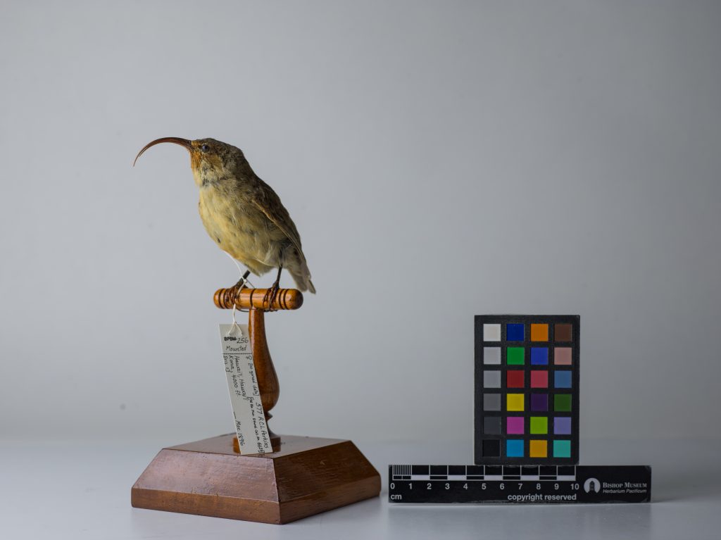 Lesser ʻakialoa. Jeremy Snell, courtesy of Bernice Pauahi Bishop Museum