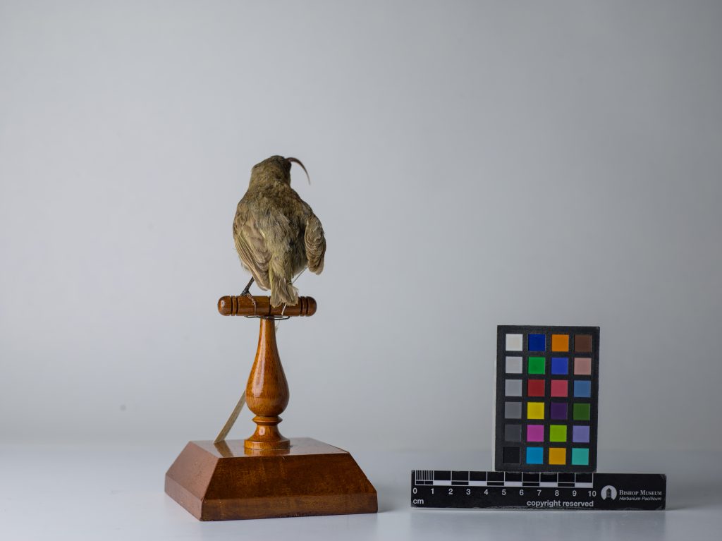 Lesser ʻakialoa. Jeremy Snell, courtesy of Bernice Pauahi Bishop Museum