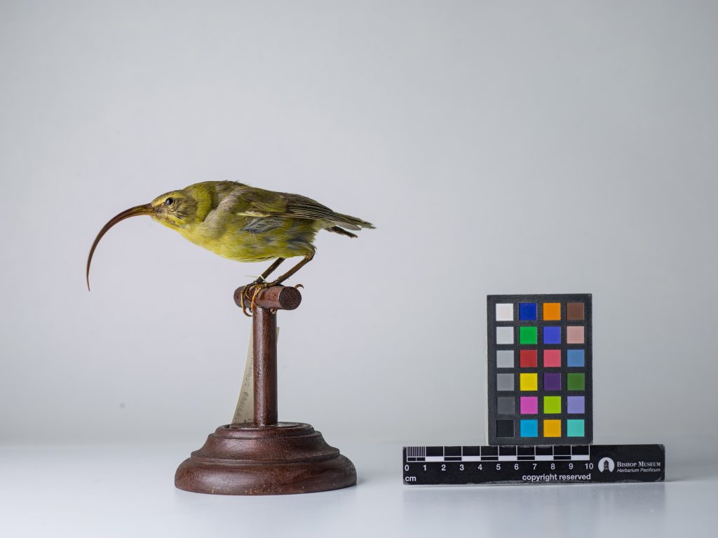 Kauaʻi ʻakialoa, Jeremy Snell, courtesy of Bernice Pauahi Bishop Museum