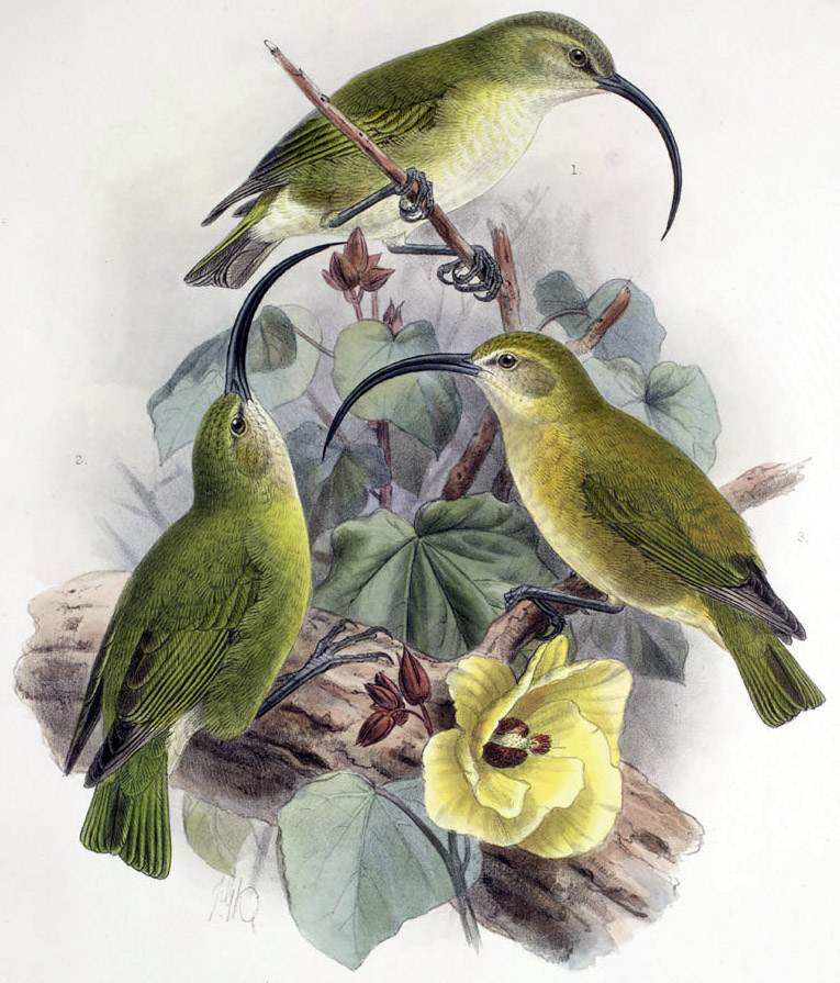 Maui Nui ʻakialoa. John Gerrard Keulemans