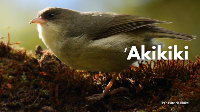 ʻAkikiki